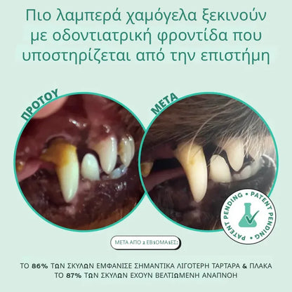 Dog Dental Powder